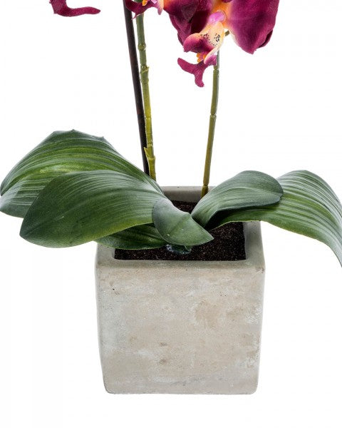 Orchid with stone pot