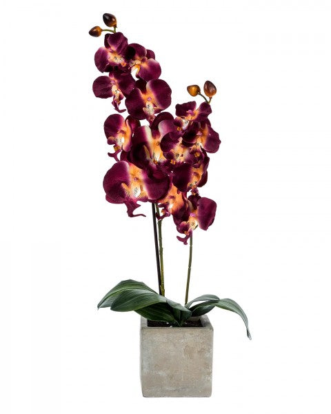 Orchid with stone pot