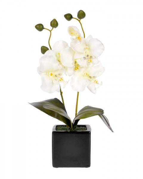 Orchid in square black pot