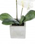 Orchid with stone pot