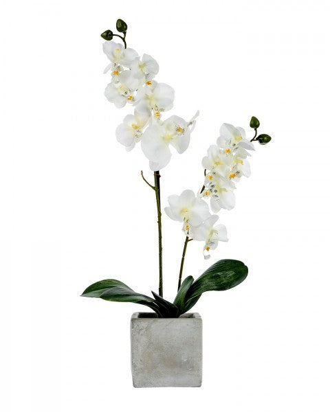 Orchid with stone pot