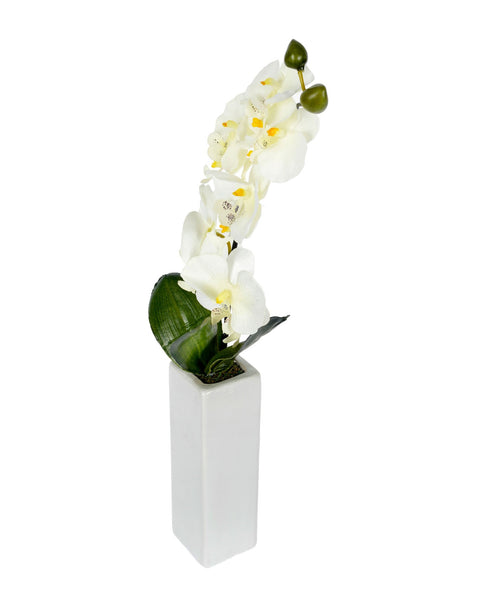 Orchid with tall cream vase