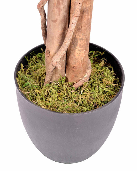 5 Feet Dark Pink Blossom Trees