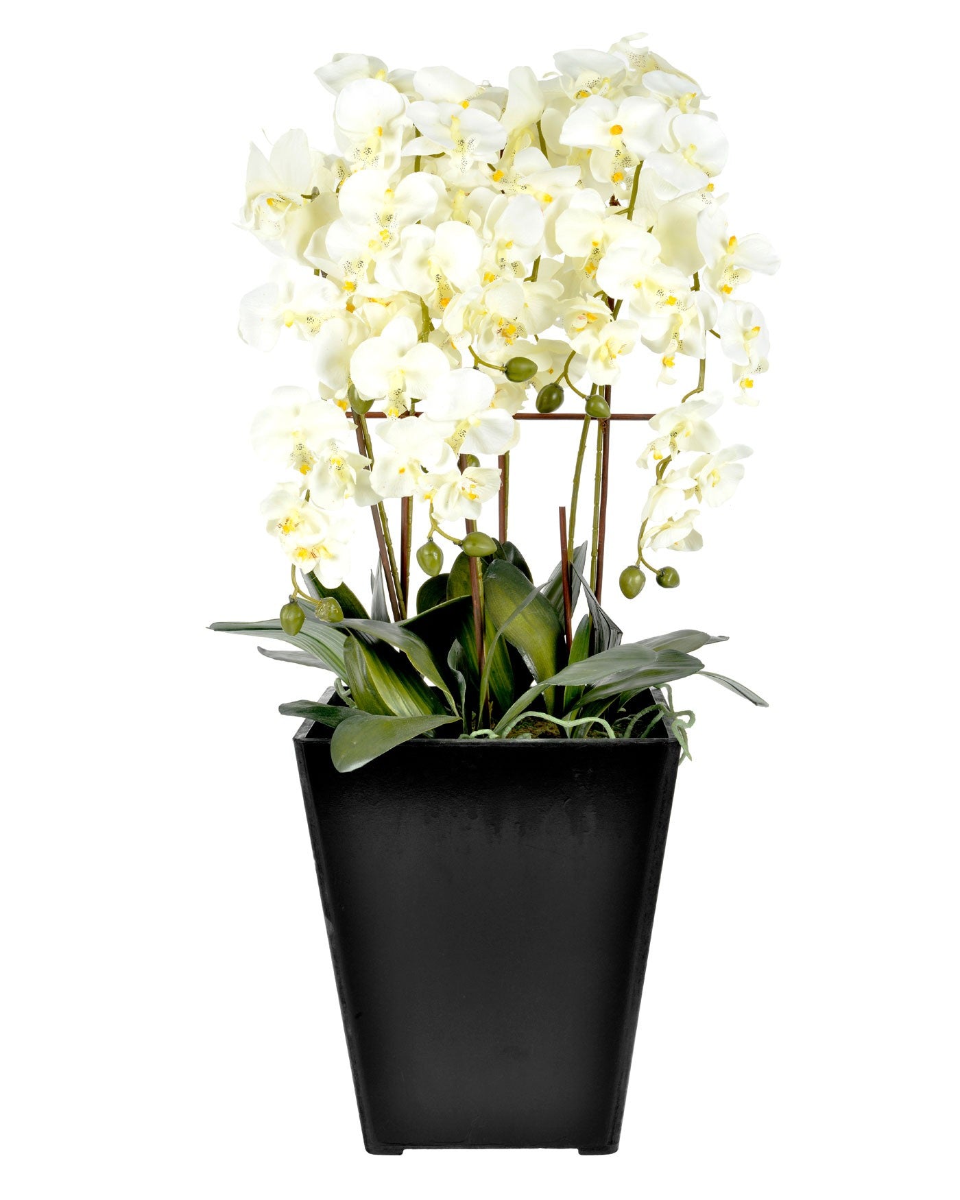 Extra large cream orchid