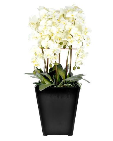 Extra large cream orchid