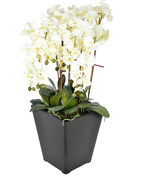 Extra large cream orchid