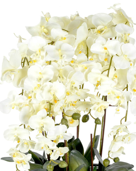 Extra large cream orchid