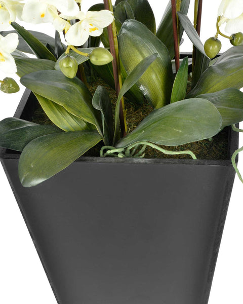 Extra large cream orchid