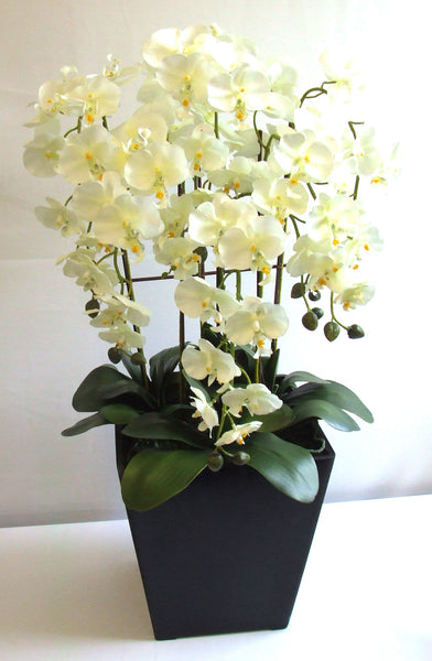 Extra large cream orchid