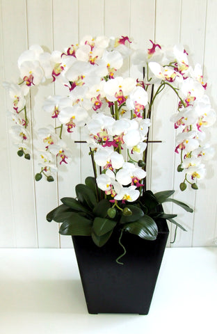 Extra large white and pink Orchid