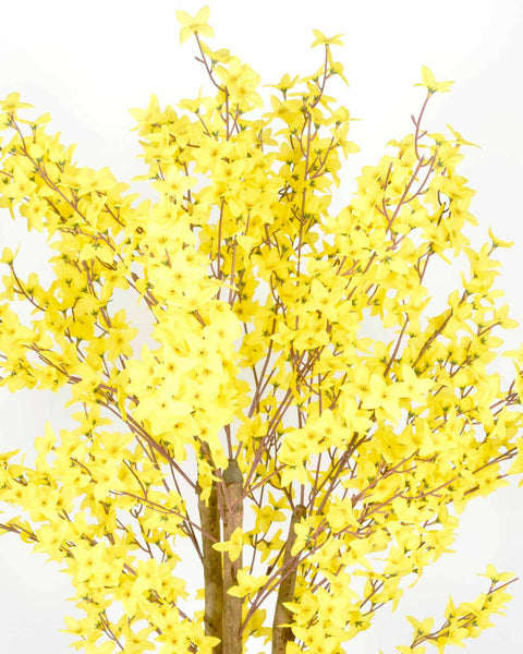 Forsythia 5 feet Yellow  Blossom Trees