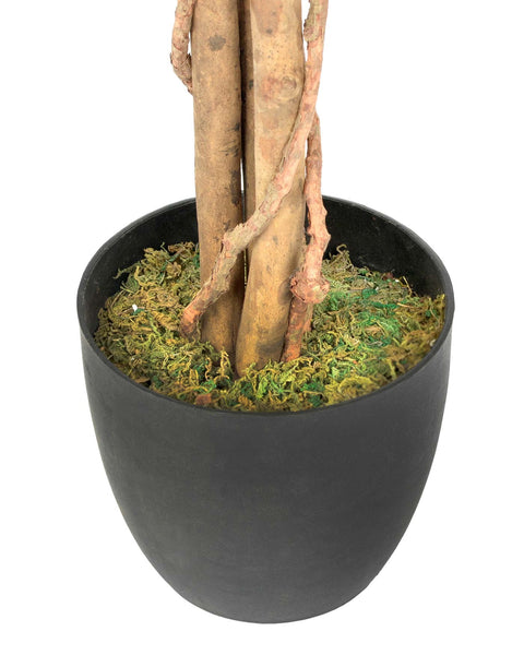 Forsythia 5 feet Yellow  Blossom Trees