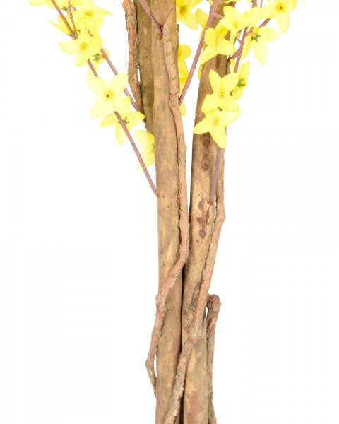 Forsythia 5 feet Yellow  Blossom Trees