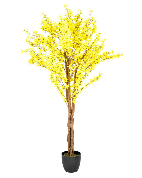 Forsythia 5 feet Yellow  Blossom Trees