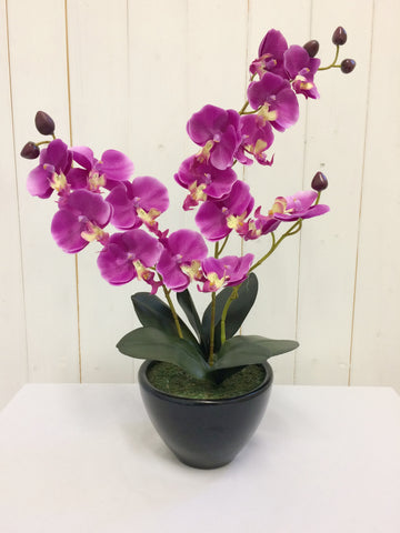 Cerise Orchid with black oval pot