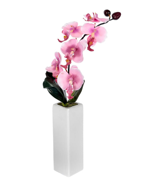 Orchid with tall cream vase