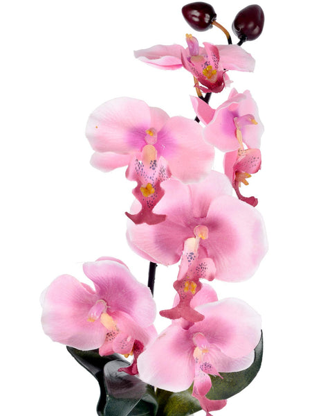 Orchid with tall cream vase