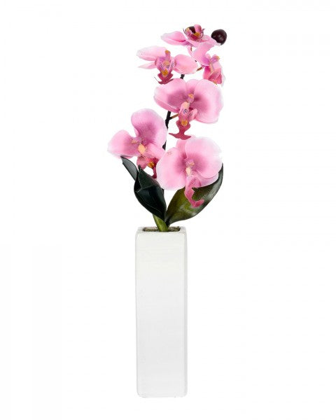Orchid with tall cream vase