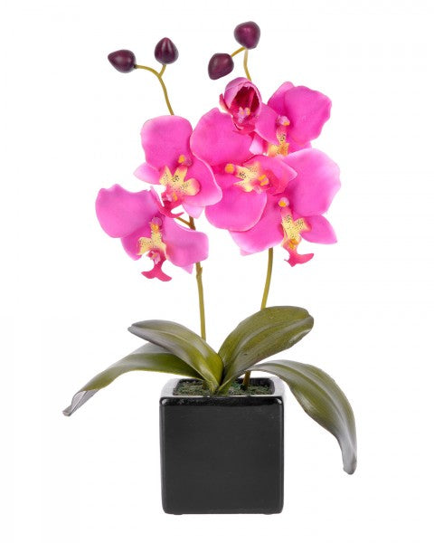 Orchid in square black pot