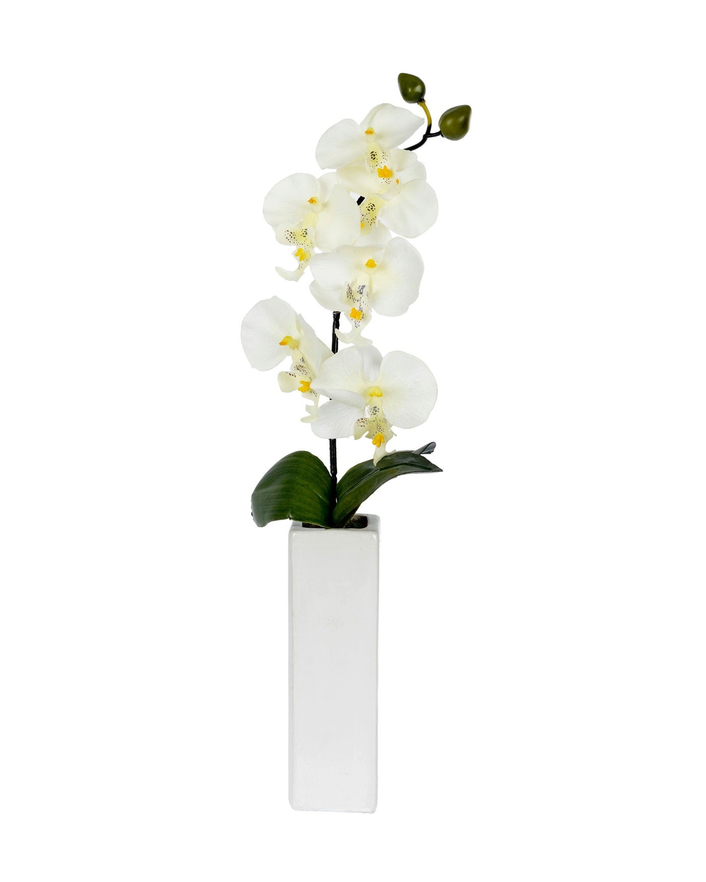Orchid with tall cream vase