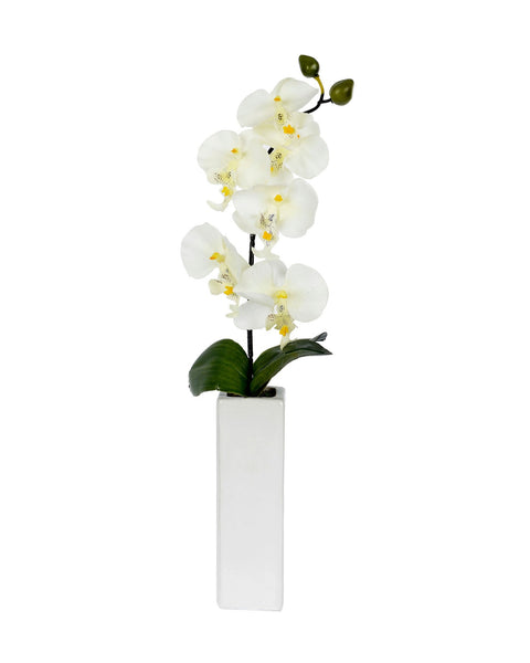 Orchid with tall cream vase